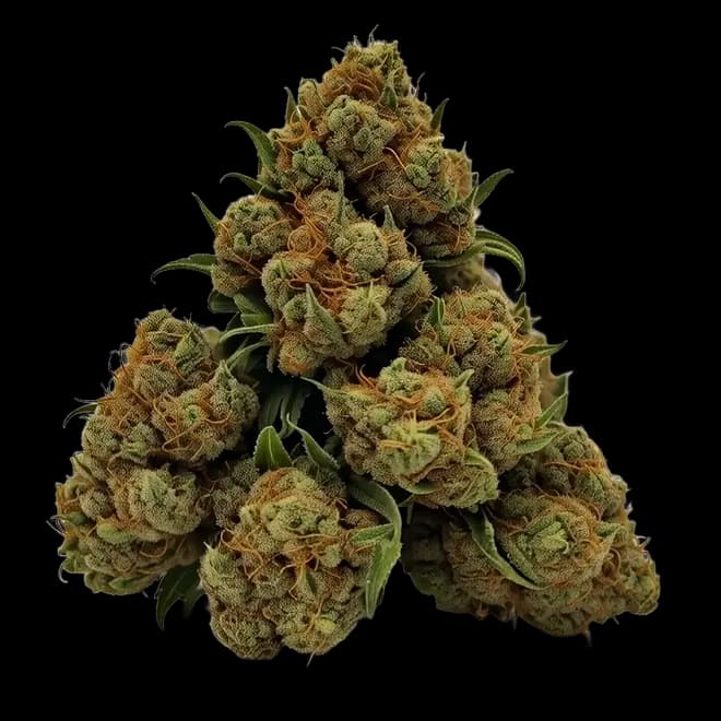 Golden Hour cannabis flower